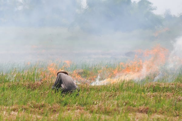 crop burning thailand pollution