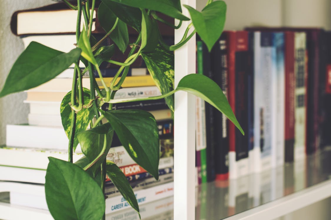 office plants wellness